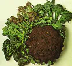 Капуста брокколи обладает совершенно уникальным комплексом витаминов и минералов, способна бороться с раком и язвой желудка, а так же низкокалорийна.